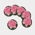 Pink Amaryllis Print Leather Coaster Set