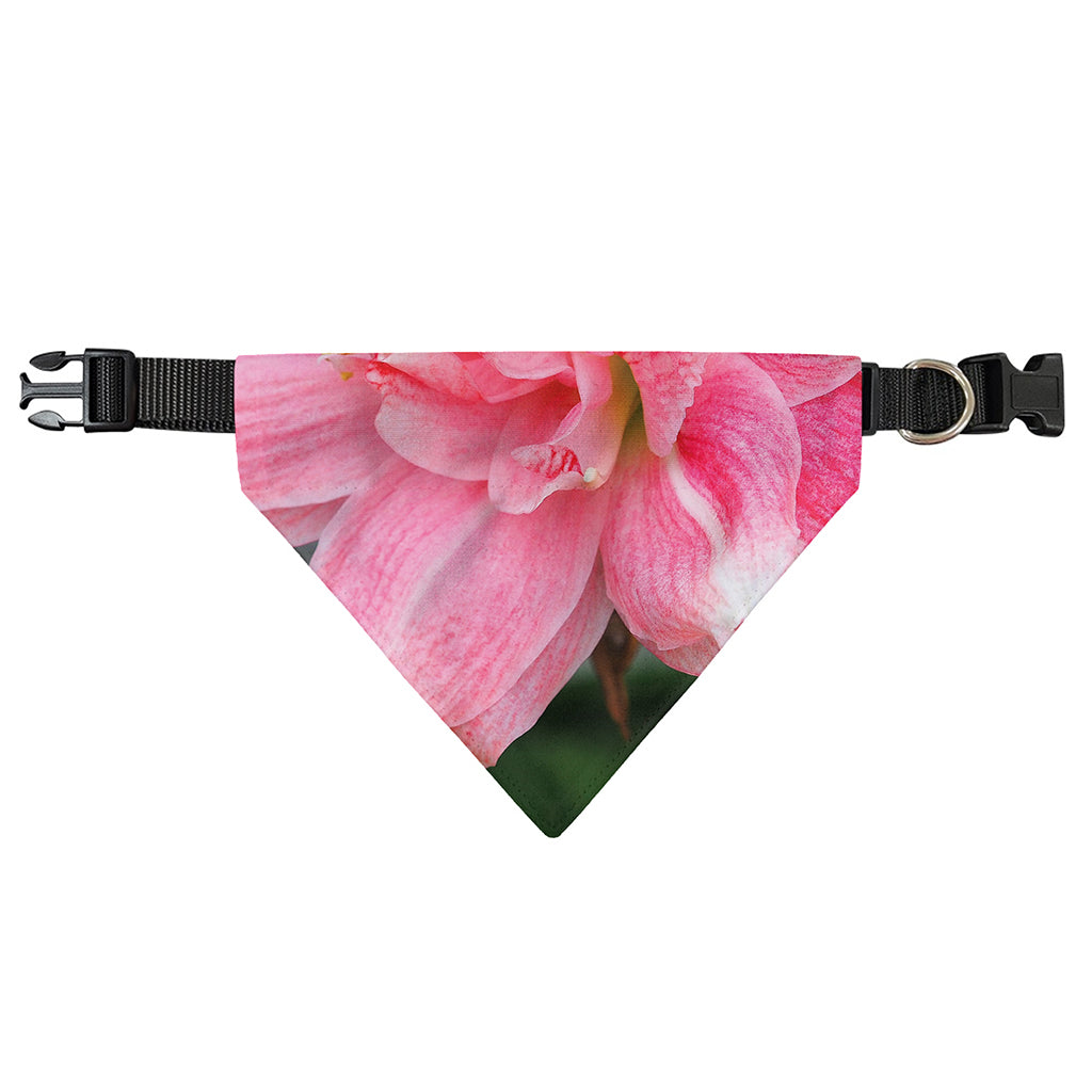 Pink Amaryllis Print Over The Collar Dog Bandana