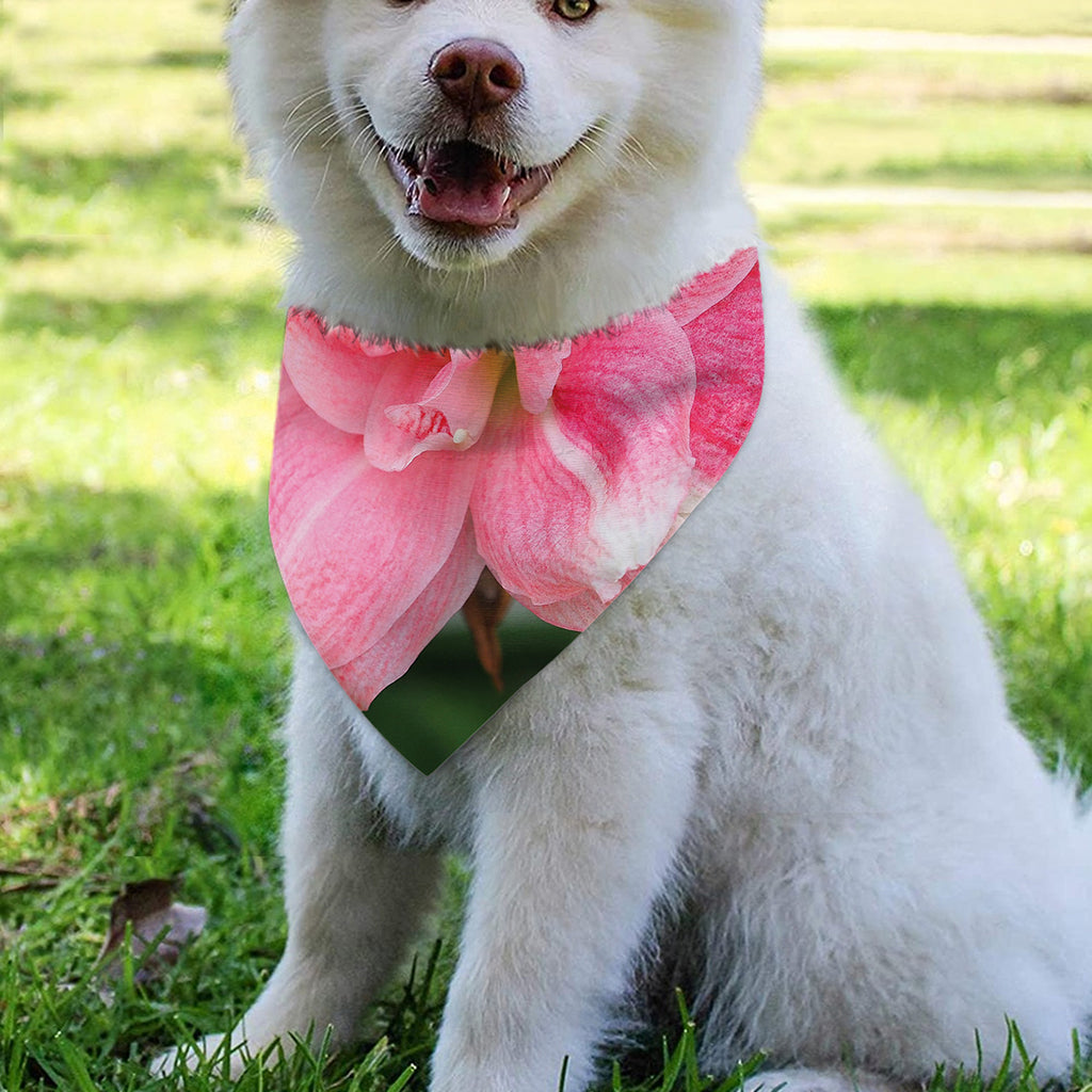 Pink Amaryllis Print Over The Collar Dog Bandana