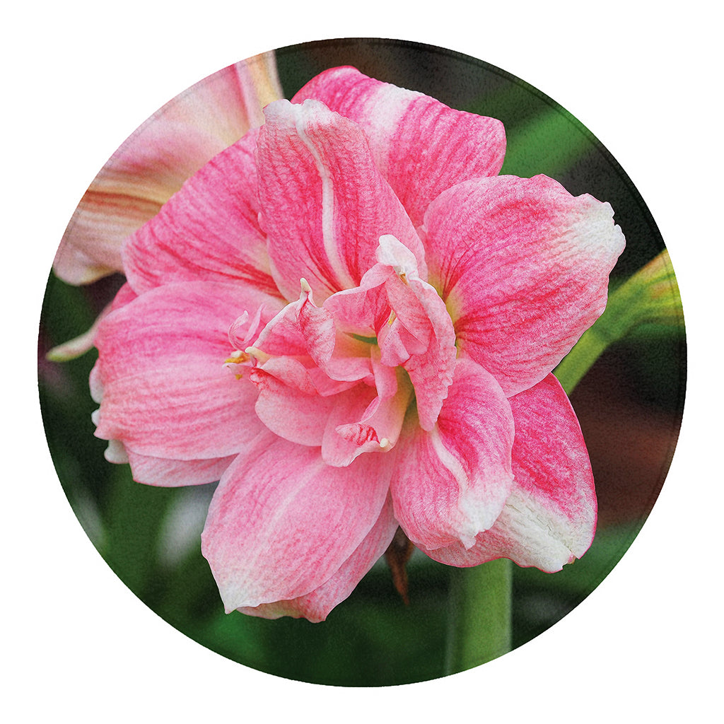 Pink Amaryllis Print Round Blanket