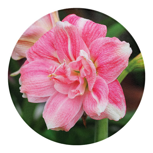 Pink Amaryllis Print Round Blanket
