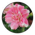Pink Amaryllis Print Round Floor Mat