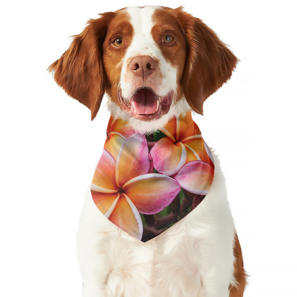 Pink And Yellow Plumeria Flower Print Dog Bandana