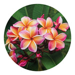 Pink And Yellow Plumeria Flower Print Round Blanket