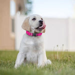 Pink Cassette Tape Pattern Print Dog Collar