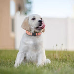 Pink Pig Tail Print Dog Collar