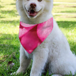 Pink Plumeria Flower Print Over The Collar Dog Bandana