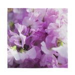 Purple Sweet Pea Print Silk Bandana