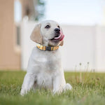 Pyramid Sunset Print Dog Collar