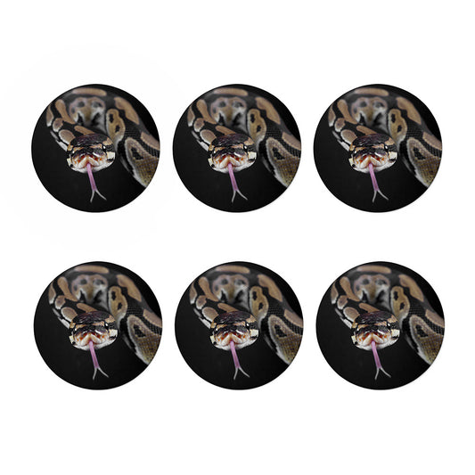 Python Snake Print Coaster Set