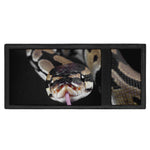 Python Snake Print Trifold Wallet