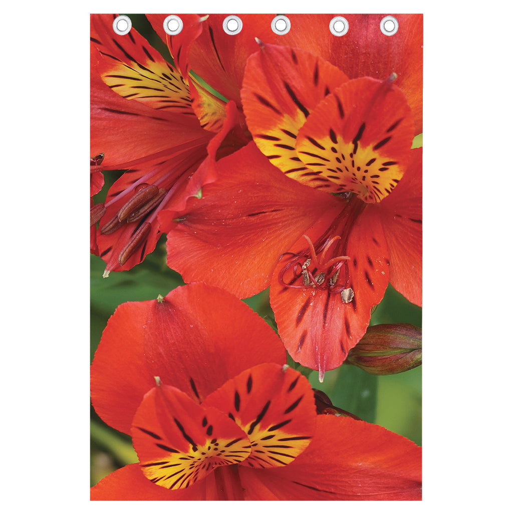 Red Alstroemeria Print Curtain