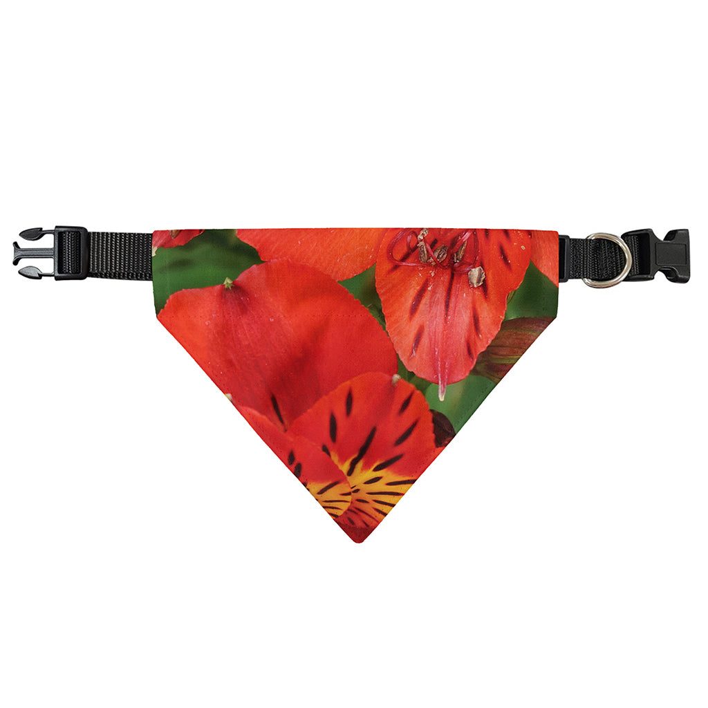 Red Alstroemeria Print Over The Collar Dog Bandana