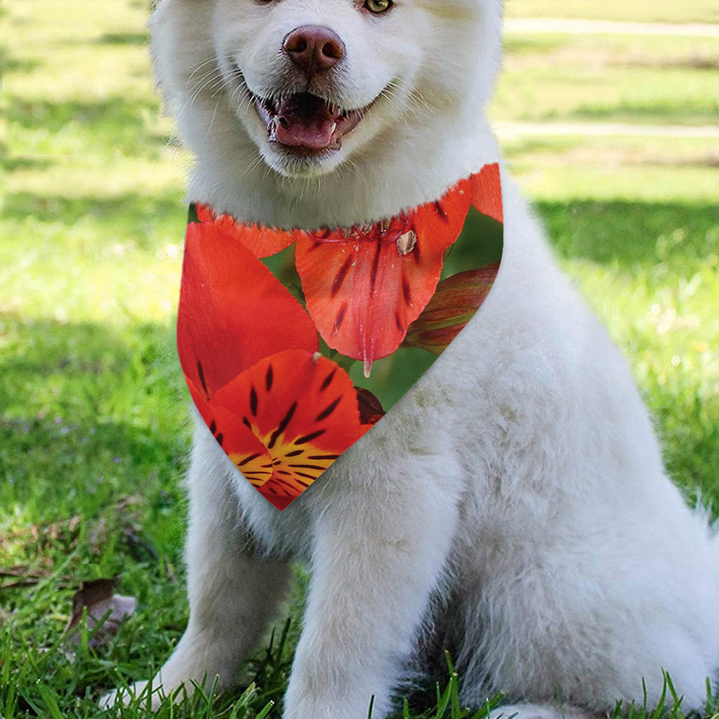 Red Alstroemeria Print Over The Collar Dog Bandana