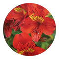 Red Alstroemeria Print Round Blanket