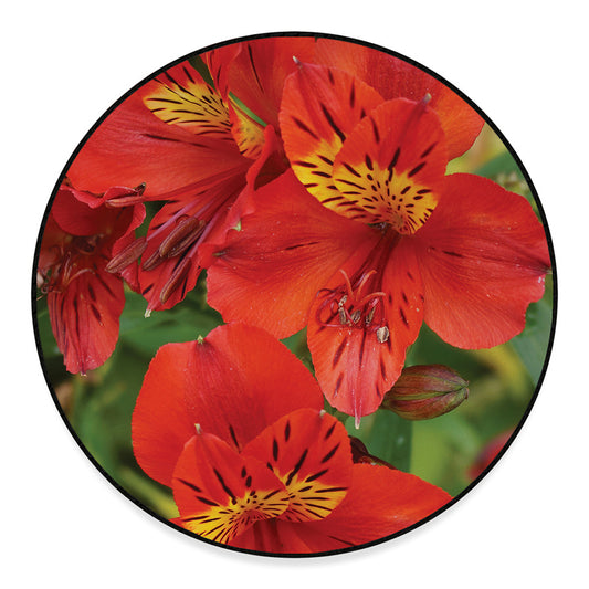 Red Alstroemeria Print Round Floor Mat