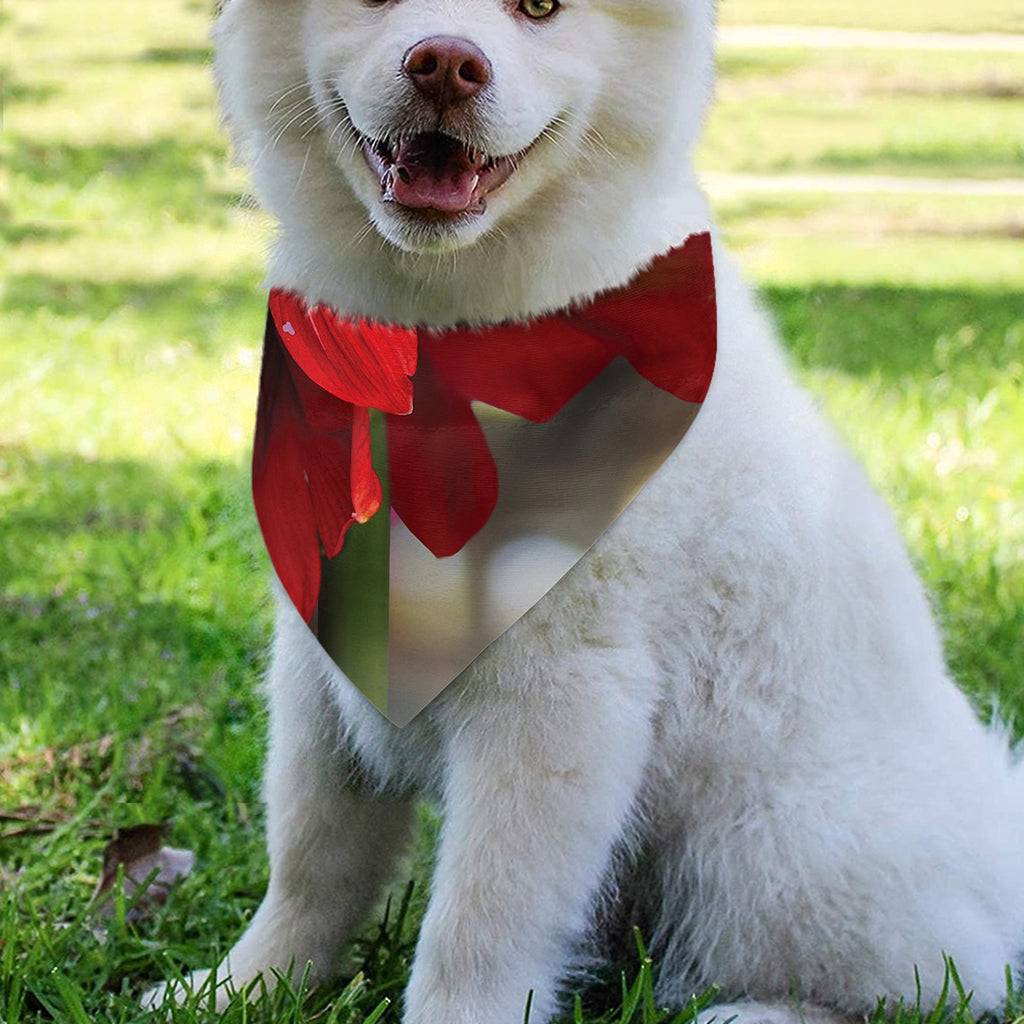 Red Amaryllis Print Over The Collar Dog Bandana