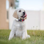 Red And White African Dashiki Print Dog Collar