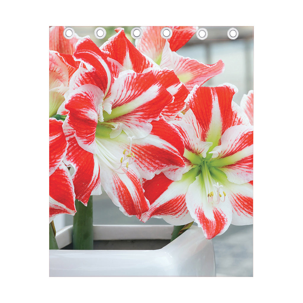 Red And White Amaryllis Print Curtain