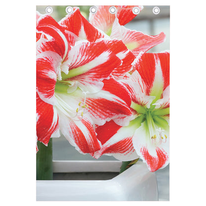 Red And White Amaryllis Print Curtain