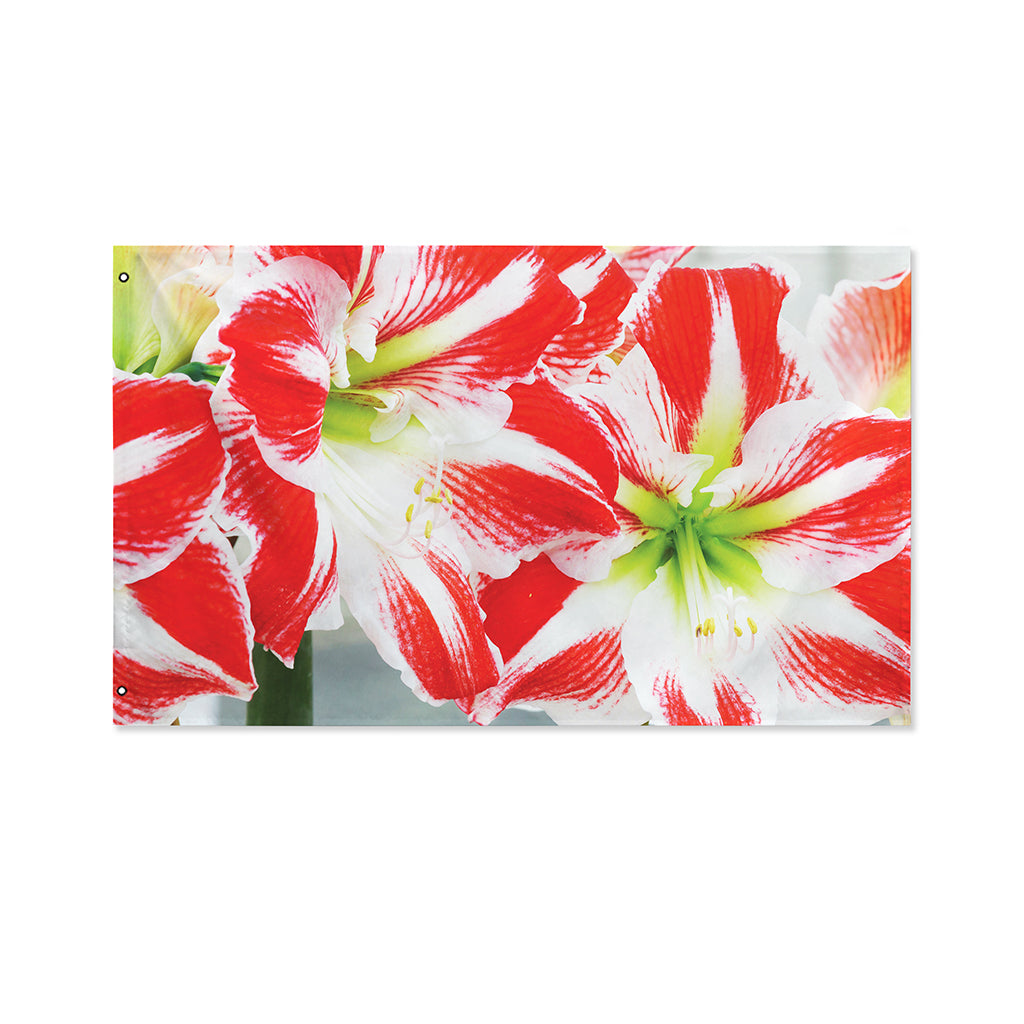 Red And White Amaryllis Print Polyester Flag