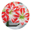 Red And White Amaryllis Print Round Blanket
