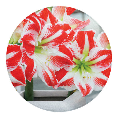 Red And White Amaryllis Print Round Blanket