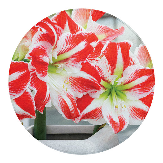 Red And White Amaryllis Print Round Blanket
