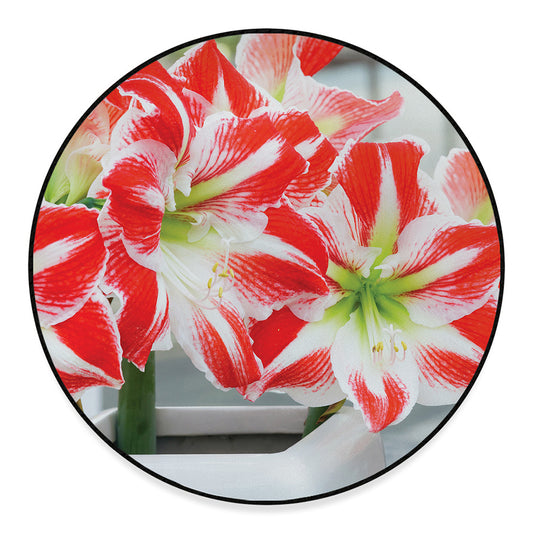 Red And White Amaryllis Print Round Floor Mat