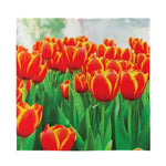 Red And Yellow Tulip Print Silk Bandana