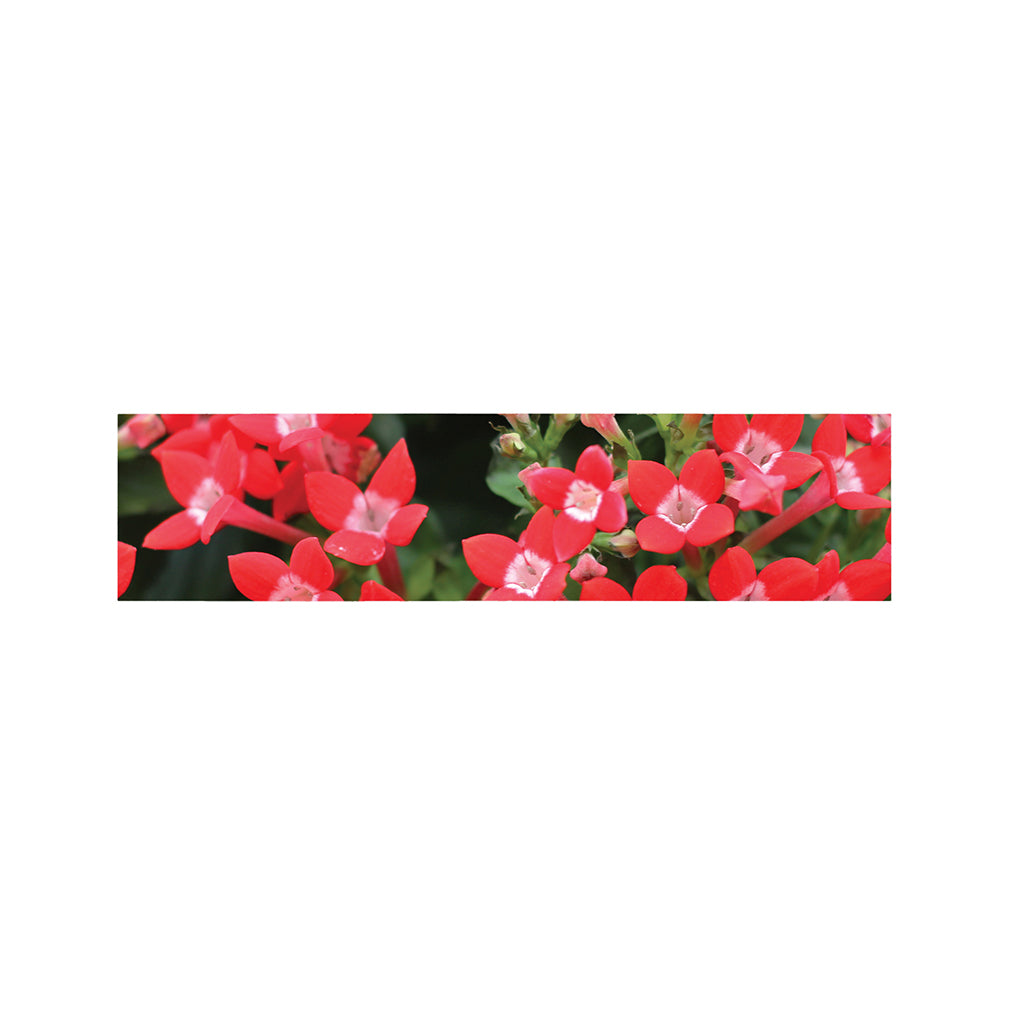 Red Bouvardia Print Bed Runner