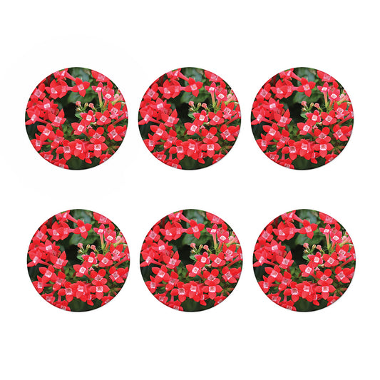 Red Bouvardia Print Coaster Set