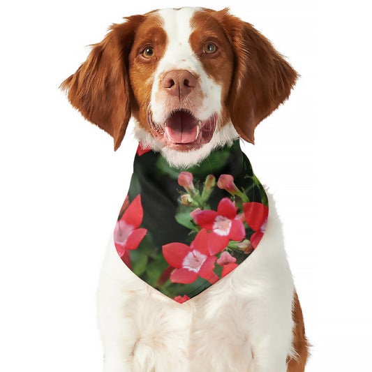 Red Bouvardia Print Dog Bandana