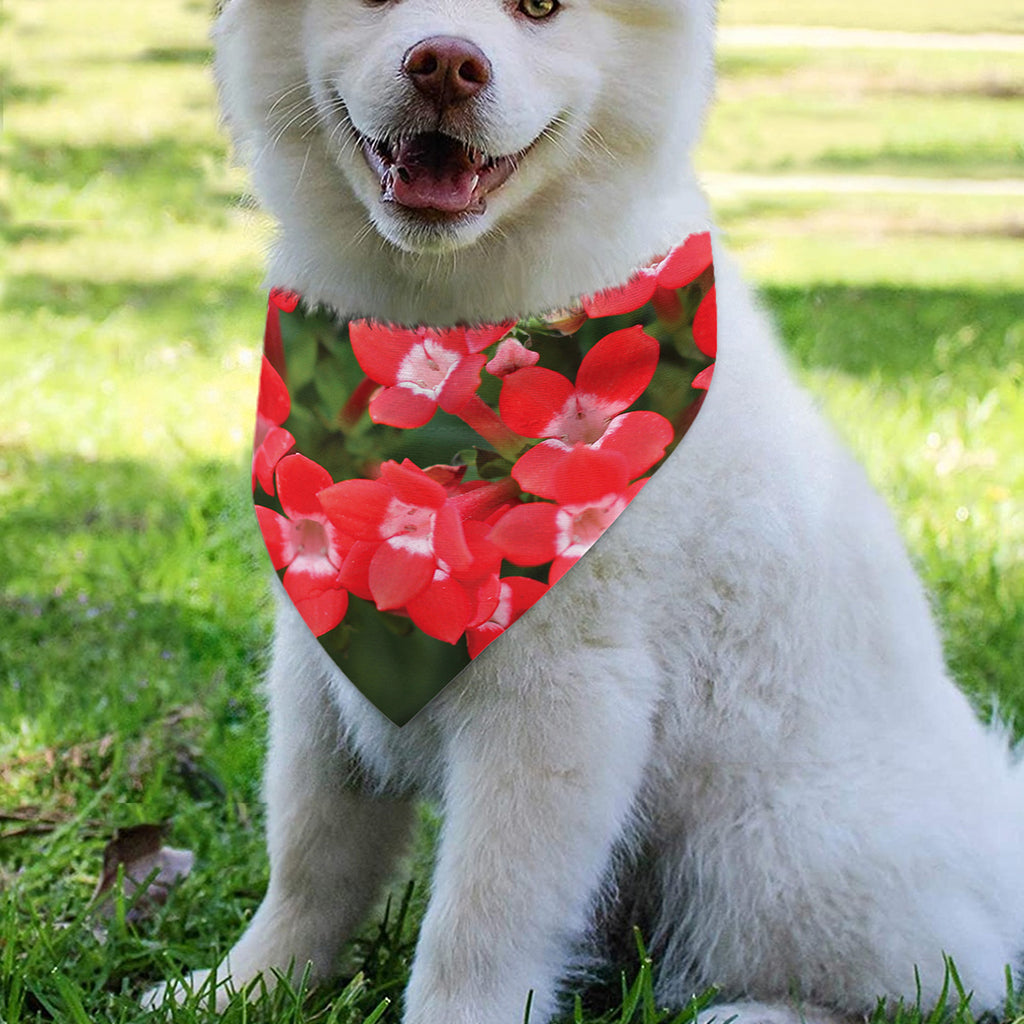 Red Bouvardia Print Over The Collar Dog Bandana