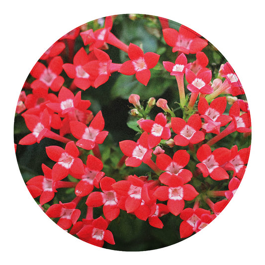 Red Bouvardia Print Round Blanket