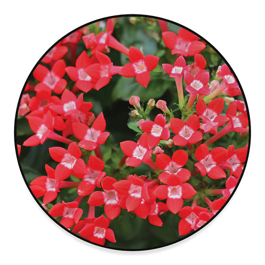 Red Bouvardia Print Round Floor Mat