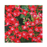 Red Bouvardia Print Silk Bandana