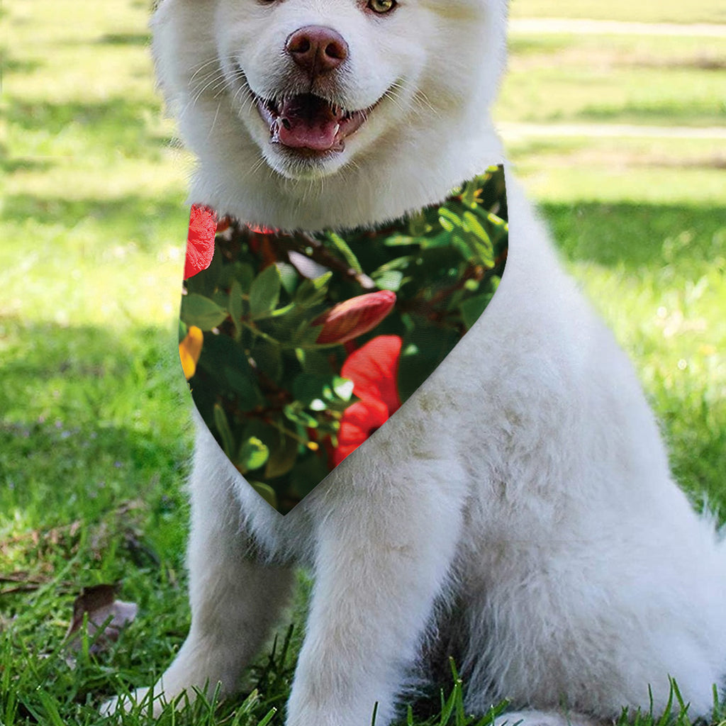Red Hibiscus Flowers Print Over The Collar Dog Bandana