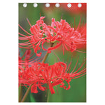 Red Japanese Amaryllis Print Curtain