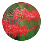 Red Japanese Amaryllis Print Round Blanket