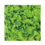 Salad Vegetable Print Silk Bandana