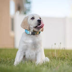 Sea Turtle Painting Print Dog Collar