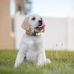 Sunrise Earth Print Dog Collar