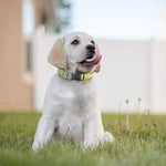 Sunrise Meadow Print Dog Collar