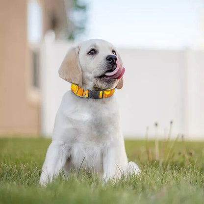 Sweet Honey Honeycomb Print Dog Collar