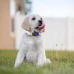 The Star Of Life Paramedic Symbol Print Dog Collar