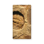 Trilobite Fossil Print Baby Crib Sheet