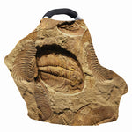 Trilobite Fossil Print Baby Seat Cover
