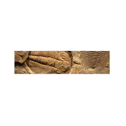 Trilobite Fossil Print Bed Runner