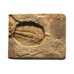 Trilobite Fossil Print Bifold Wallet